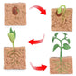 Seed Growth Model Montessori Educational Toys Plant Growth Process Cognition Montessori School Creative Early Education Toys