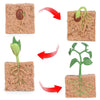 Seed Growth Model Montessori Educational Toys Plant Growth Process Cognition Montessori School Creative Early Education Toys
