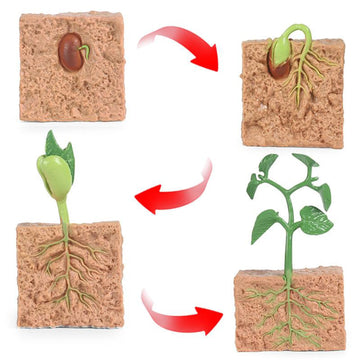 Seed Growth Model Montessori Educational Toys Plant Growth Process Cognition Montessori School Creative Early Education Toys
