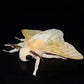 25cm Cute Silk Moth Fidelity Silkworm Plushie Fly Plush Toys Insect Lovers Decoration Soft Throw Pillows Children Halloween Gift
