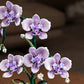 Creative Orchid Cymbidium Eternal Flowers Potted Plant Building Blocks Simulation Phalaenopsis DIY Bricks Toys Valentine's Gift