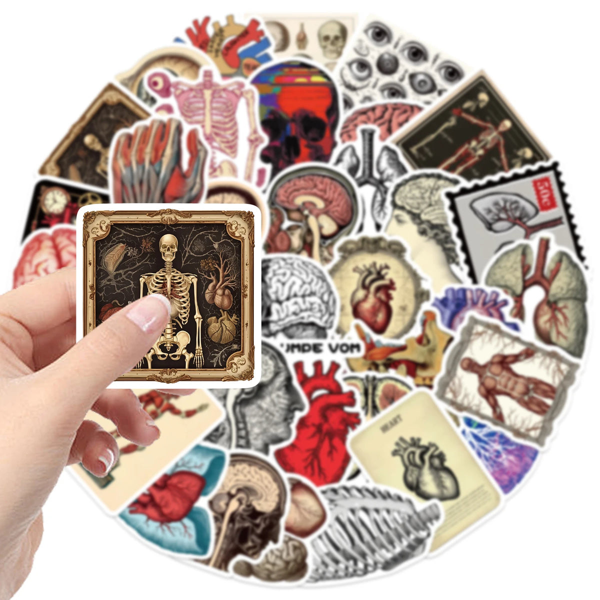 50pcs Retro Scientific Anatomy Stickers Waterproof PVC Decals for Laptops Scrapbooks Guitars Phones & More