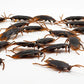 5-50Pcs Halloween Gadget Plastic Cockroaches Joke Decoration Props Rubber Toy Gags Practical Jokes Toys Plastic Bugs Cockroach