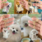 Adorable Cat Hair Storage Pendant Keychain Transparent Cat/Dog Hair Storage Container for Pet Lover DIY Pet Memorial Keychain