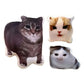 Oiiaioooooiai Cat Voice Keychain with Sound Decompression German Kitten Voice Reverses Cat Voice