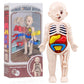 Montessori Toys Children Science Education Human Body Organ Anatomy Model DIY Assembled Medical Toys Teaching Tools Child Kids