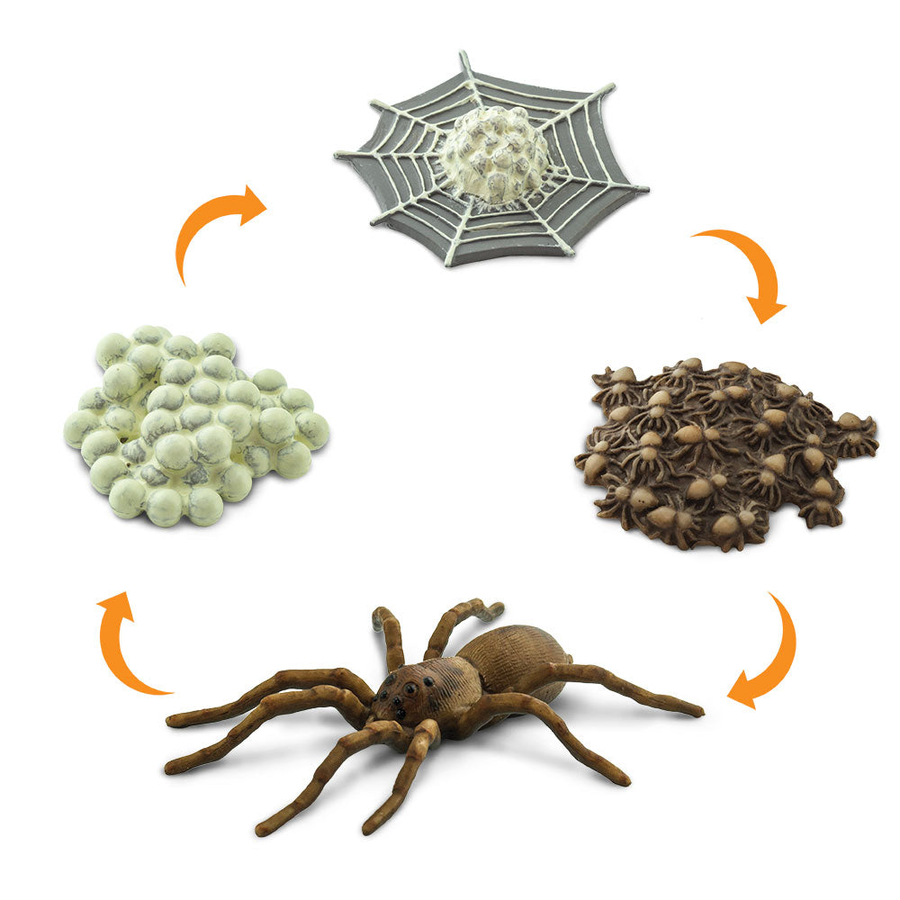 Safari 100406 Life cycle of a Spider Figurine  Multi color
