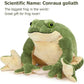 Giant Frog Stuffed Animal Soft Plush Toy 11-22 Inches Cute Huggable Cuddly Toy for Kids And Adults