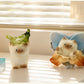 Cat Pai Full Of Vitality Series Blind Box Trendy Toys In-Vehicle Decoration Exquisite Resin Model Mystery Box Surprise Fun Gifts