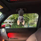Kartoon 22cm Bat Plush Toy Soft Stuffed Cartoon Bat Plushies Grey Funny Design Bat Pig Doll Halloween Decoration