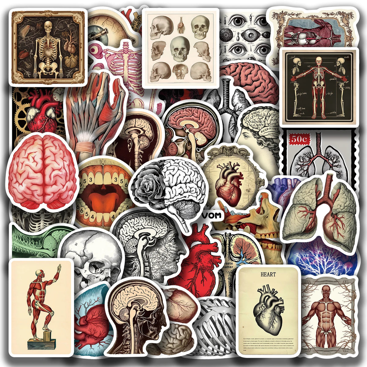 50pcs Retro Scientific Anatomy Stickers Waterproof PVC Decals for Laptops Scrapbooks Guitars Phones & More
