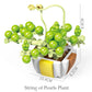 Small Particle Building Block Home Decor Series Flower Potted Plant Toys Set with Permanent Flowers Gift for Plant Arrangements
