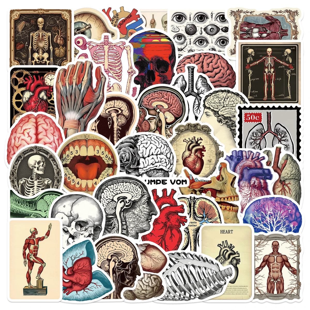50pcs Retro Scientific Anatomy Stickers Waterproof PVC Decals for Laptops Scrapbooks Guitars Phones & More