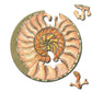 Snail 33 Piece Mini Matchbox Jigsaw Puzzle Curiosi
