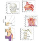 The Body 35 Piece Tray Jigsaw Puzzle Larsen