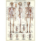 The Skeletal System 1000 Piece Jigsaw Puzzle Eurographics