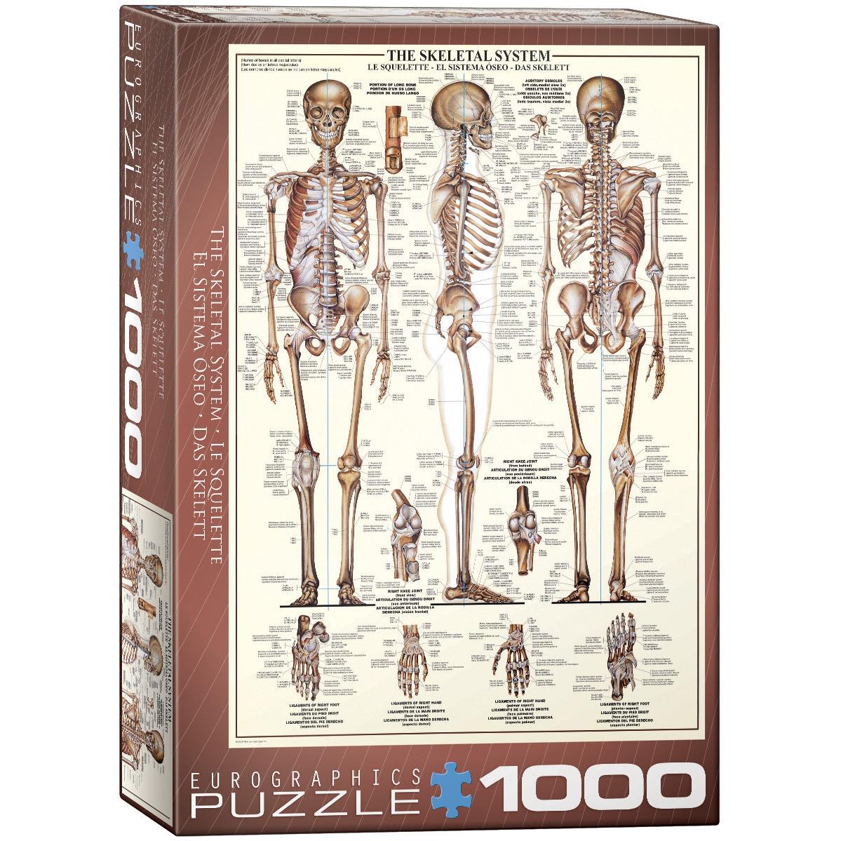 The Skeletal System 1000 Piece Jigsaw Puzzle Eurographics