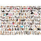 The World of Cats 1000 Piece Jigsaw Puzzle Eurographics