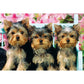 We Didn't Do It 234 Piece "World's Smallest" Jigsaw Puzzle TDC
