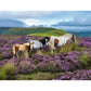 Wild Horses 2000 Piece Jigsaw Puzzle Ravensburger