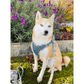 Step-In Denim Dog Harness - Beige Plaid (D0102H53XDJ)