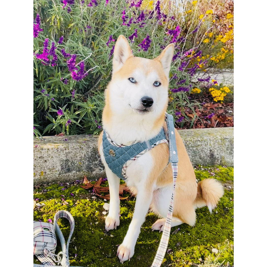 Step-In Denim Dog Harness - Beige Plaid (D0102H53XDJ)