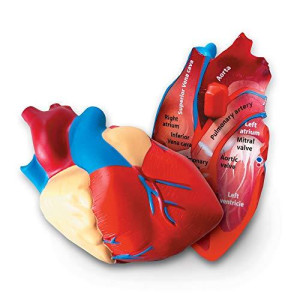 Learning Resources Cross-Section Human Heart Model, Large Foam Classroom Demonstration Model, 2Piece, Grades 2+, Ages 7+ Multi-color, 5 x 5 x 5 inches