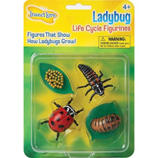 Insect Lore Ladybug Life Cycle - 4 PC Insect Figure Shows Life Of Lady Bug