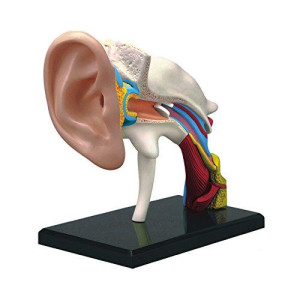 Famemaster 4D-Vision Human Ear Anatomy Model Multi-colored, 10"
