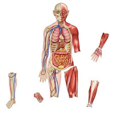 Learning Resources Double-Sided Magnetic Human Body, 3 Foot Tall, 17 Pieces, Ages 5+