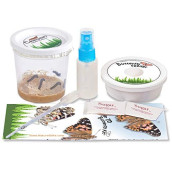 Nature Gift Store 5 Live Caterpillars Shipped Now- Butterfly Kit Refill