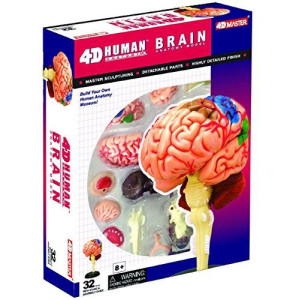 Human Brain Anatomy Model - Build Your Own!