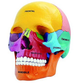 4d Master 26087 4d Anatomy Didactic Exploded Skull Model
