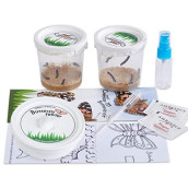 10 Live Caterpillars Shipped Now: Butterfly Kit Refill