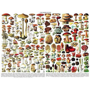 New York Puzzle Company - Vintage Images Mushrooms ~ Champignons - 1000 Piece Jigsaw Puzzle