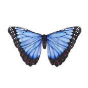 HearthSong Realistic Easy Fit Fabric Butterfly Wings for Dress Up Imaginative Play, 46" Wingspan - Blue Morph