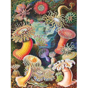 New York Puzzle Company - Vintage Images Sea Anemones - 1000 Piece Jigsaw Puzzle