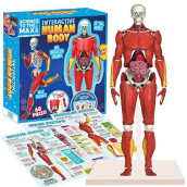 Be Amazing! Toys Interactive Human Body Fully Poseable Anatomy Figure 