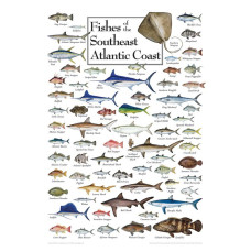 Fish of the South Atlantic coast Puzzle