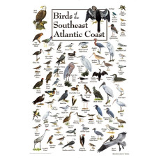 Birds of the South Atlantic coast