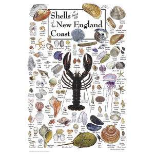 Shells of the New England coast Puzzle