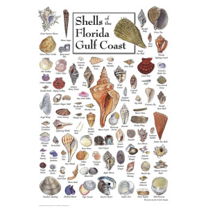 Shells of the Florida gulf coast