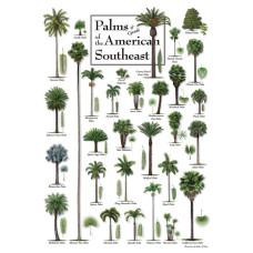 Palms of the American Southeast Puzzle