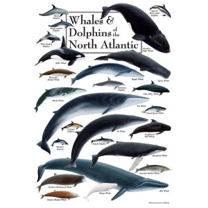 Whales & Dolphins of the North Atlantic Puzzle