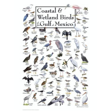Birds of the gulf of Mexico Puzzle