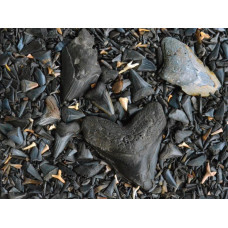Fossilized Sharks Teeth Puzzle