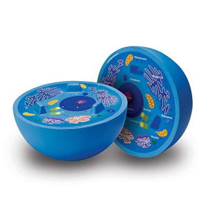 Learning Resources Cross-Section Animal Cell Model, Soft Foam, Early Biology, Classroom Teaching Aid, Grade 4+, Ages 9+