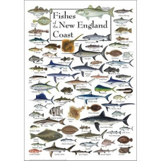 Fish Of The New England Coast 550Pc Jigsaw Puzzle