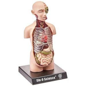 Tedco Bio Signs Human Anatomy - Torso