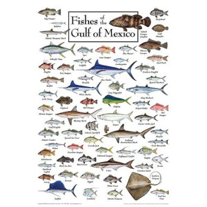 Fishes Of The Gulf Coast Jigsaw Puzzle 550Pc